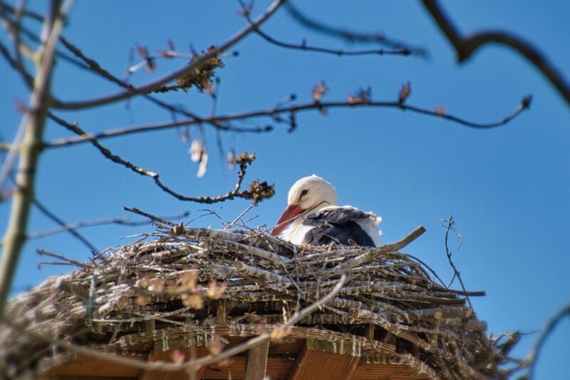 Свята 17 березня 2026 року: іменини, прикмети