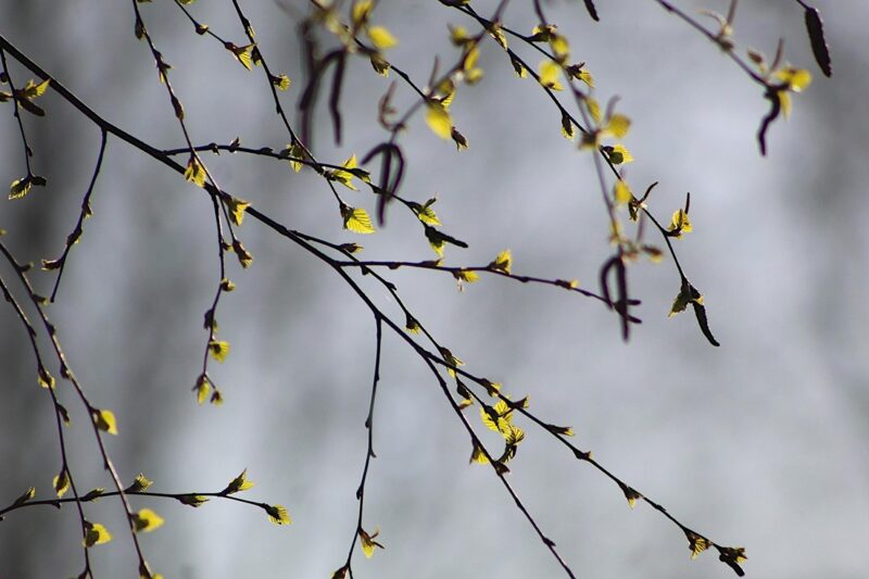 Свята 24 березня 2026: факти, традиції, іменини