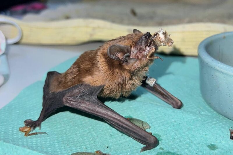 У Харкові врятували понад 900 кажанів