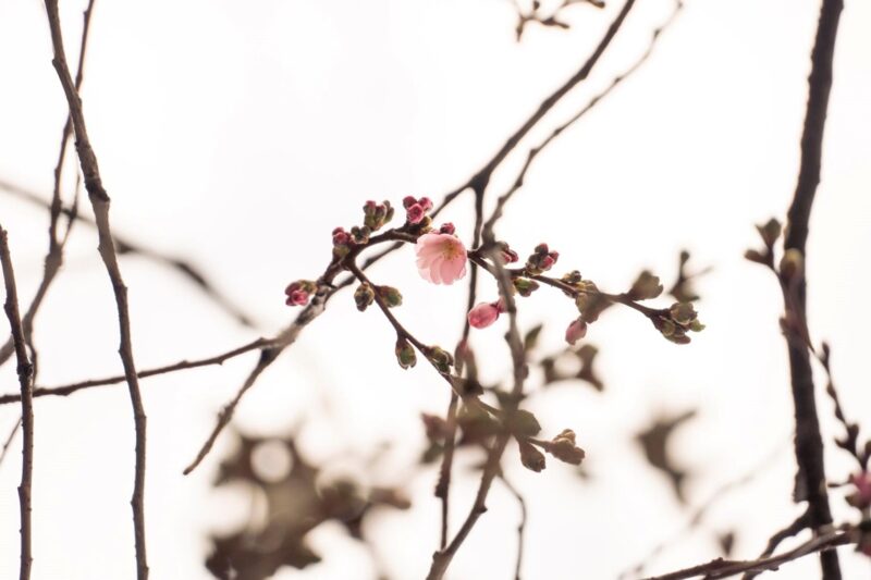 У Мукачеві зацвіла “шалена” сакура