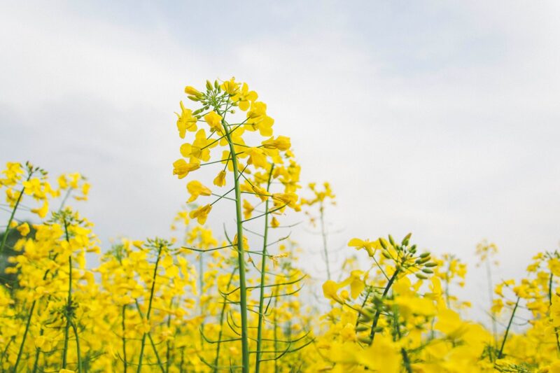 Україна може збільшити посіви ріпаку через війну в Ірані