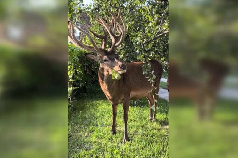 Відомого оленя Бориса з Рівненщини збила машина