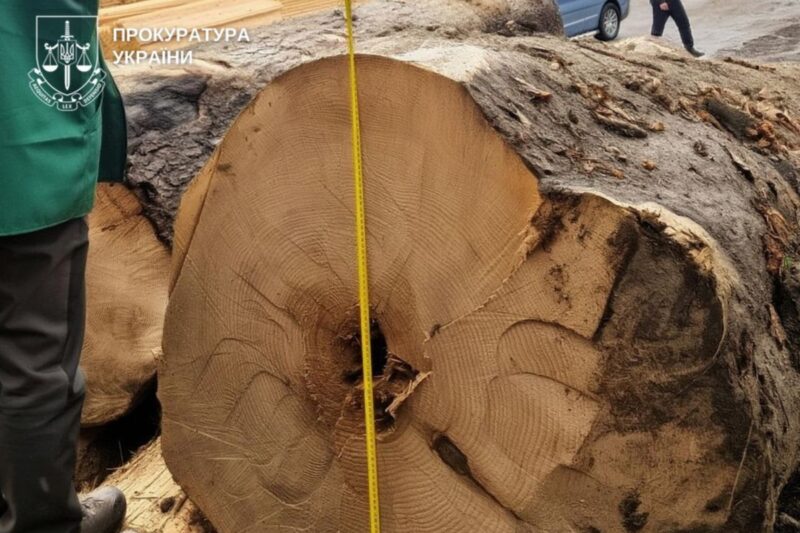 Вирубка цінних порід на 27 млн: буковинському ліснику оголосили підозру