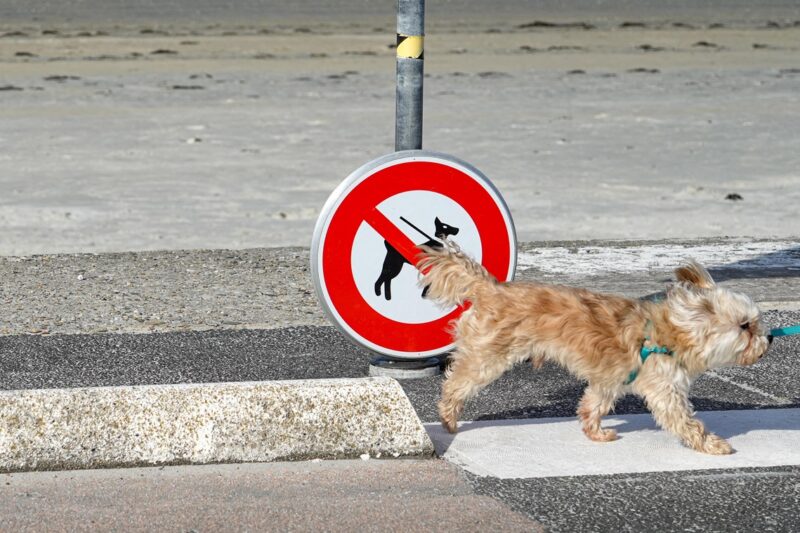 “Заборона тримати собак на ланцюгу”: в Україні спростували фейк