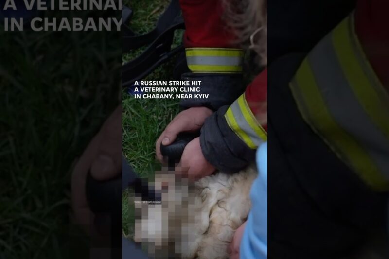 A Russian strike hit a veterinary clinic