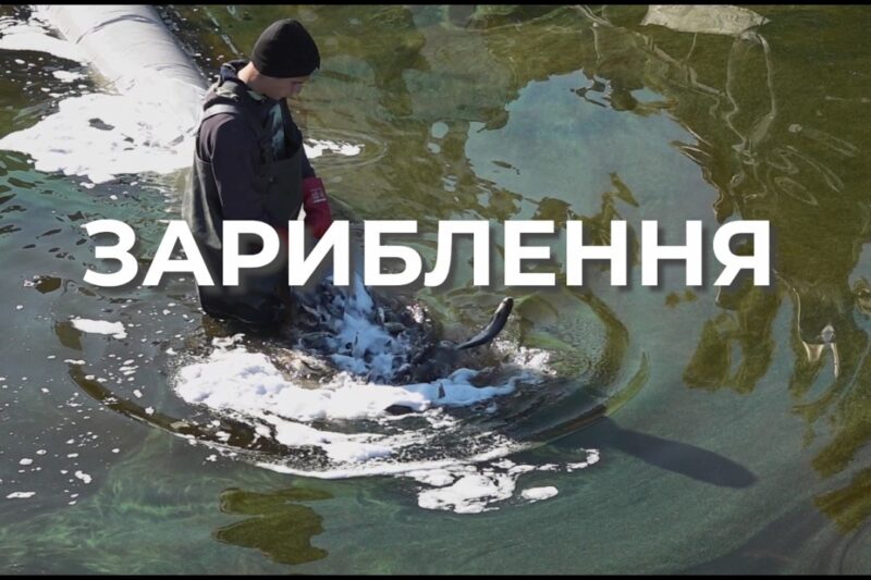 ❗️ Зариблення – важливий інструмент відновлення рибних популяцій