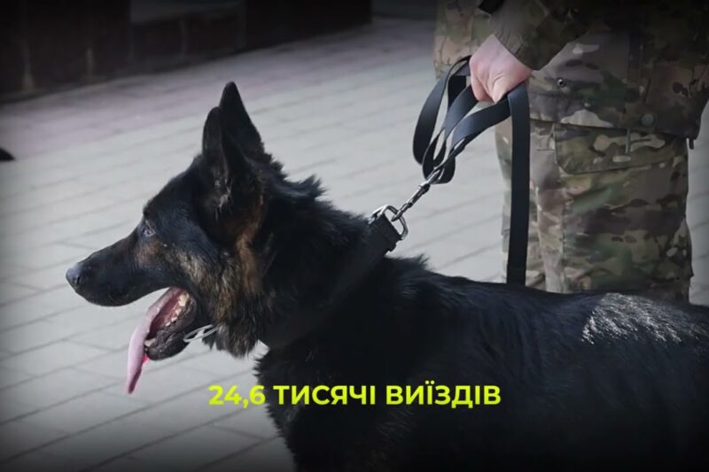 Майже 900 службових собак: як працює кінологічна служба Нацполіції