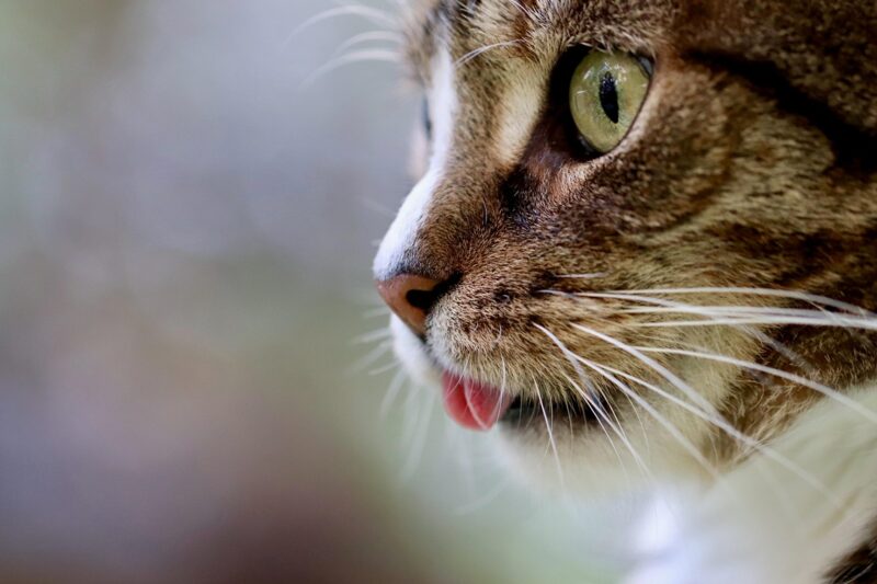 Стало відомо, для чого котам вуса