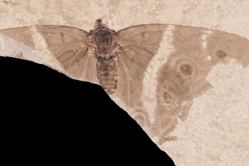 У Франції знайшли cкам’янілість із найдавнішим метеликом-імператором