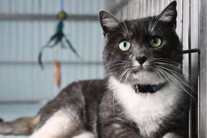 У Львові в тестовому режимі запрацював Банк крові для котів