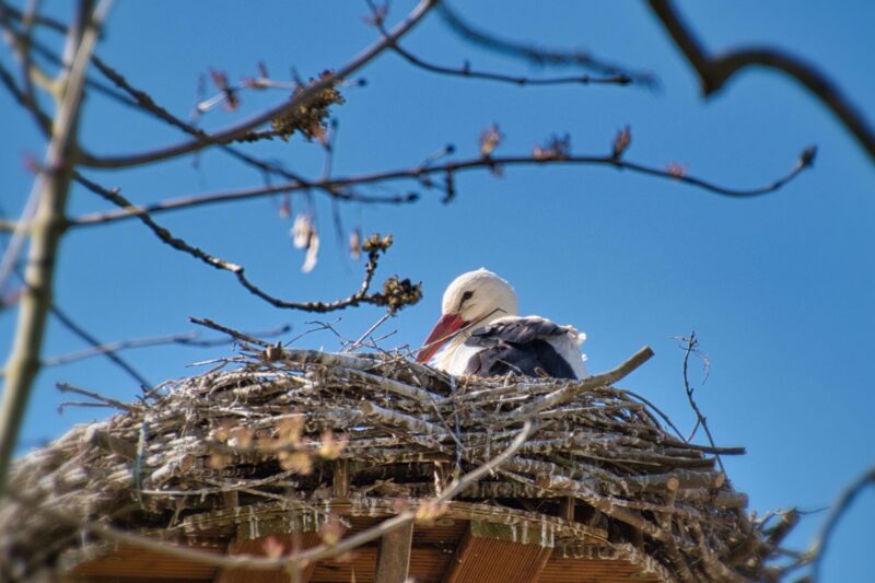 У знаменитих лелек Грицика і Одарки поповнення