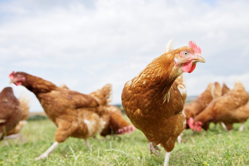 Україна рекордно наростила експорт м&rsquo;яса птиці