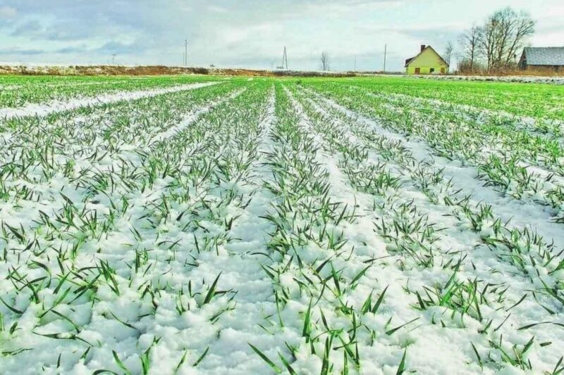 Урожай 2026: чи не виморозила зима наши поля і сади