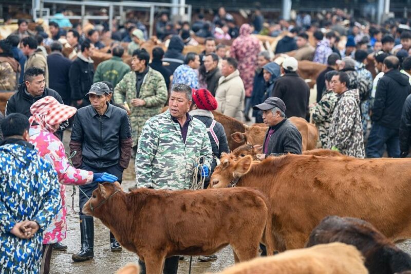 В Китаї на кордоні з Росією виявили спалах ящуру