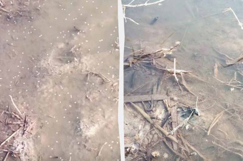 В Одеській області зафіксовано мільярди комарів