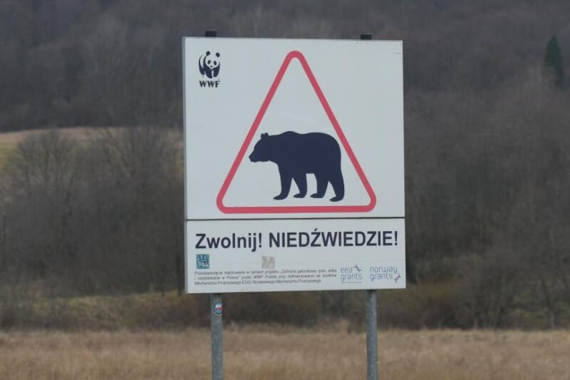 В Польщі на кордоні з Україну ведмідь загриз жінку