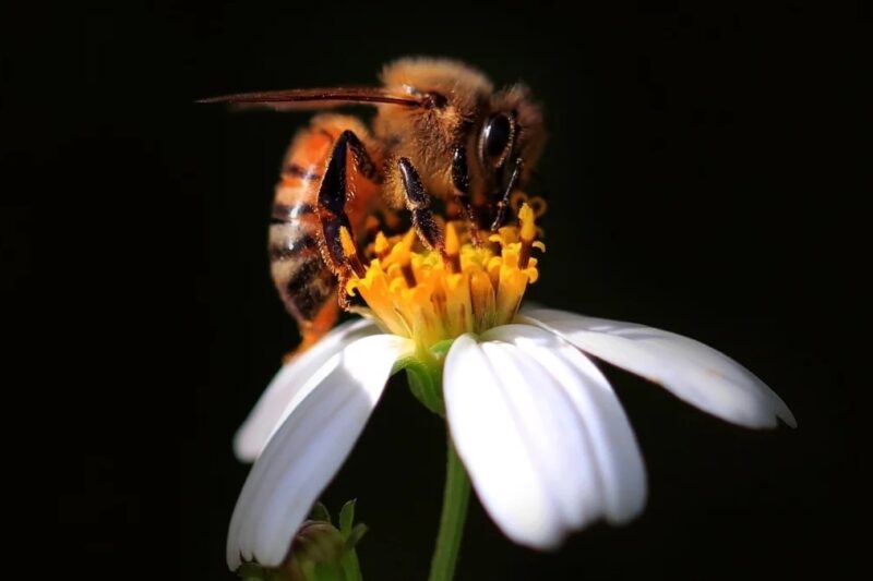 Вчені довели, що бджоли вміють рахувати