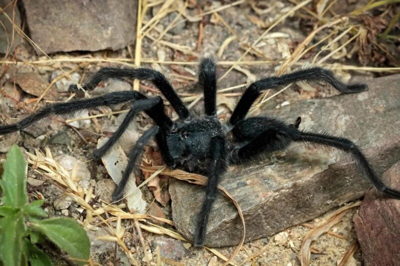 Вчені відкрили новий вид тарантулів