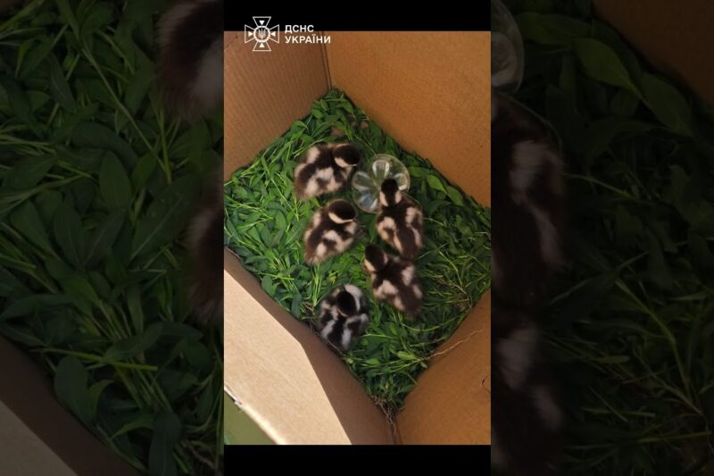 5 пухнастих екстремалів нарешті знайшли маму 🦆❤️