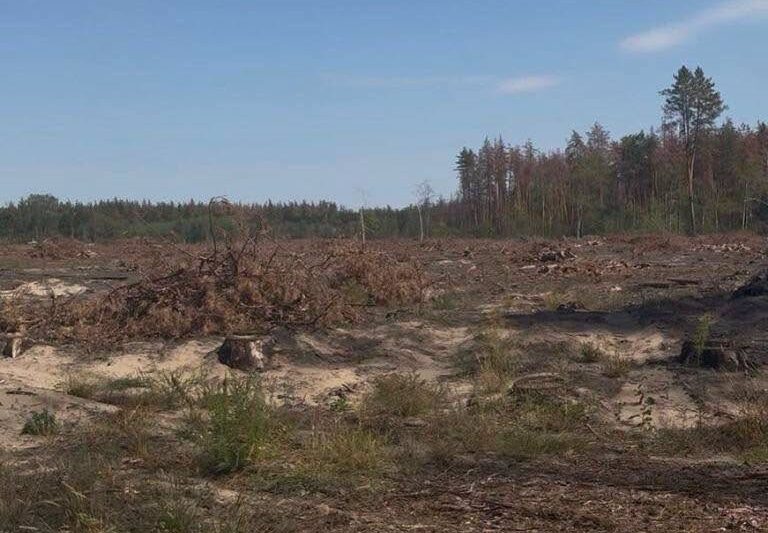 Директора лісгоспу судитимуть за вирубку 18 тисяч дерев