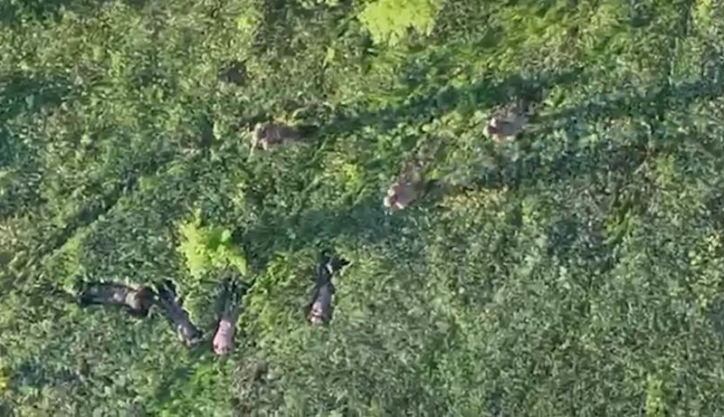 Прикордонники за допомогою БПЛА взяли у полон чотирьох військових РФ