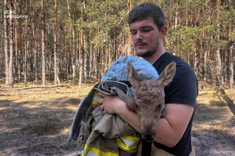 Зі спаленого Чорнобильского лісу врятували лосеня