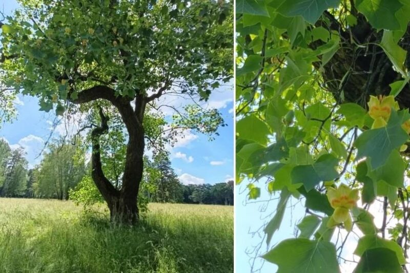 В Україні зацвіло рідкісне тюльпанове дерево