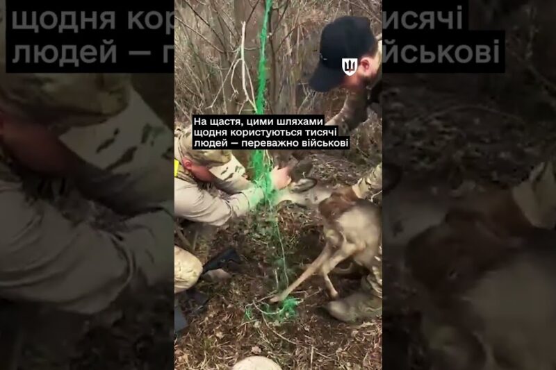 Українські військові рятують тварин у прифронтових зонах